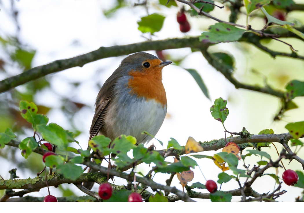 must have bird and wildlife apps for nature enthusiasts